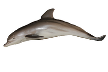 Load image into Gallery viewer, MERMAID SPA KIT